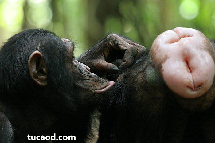 为什么黑猩猩红屁股黑猩猩交配的故事刘大可先生